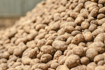 potatoes in storage medium size