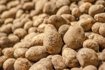 potatoes in storage medium size