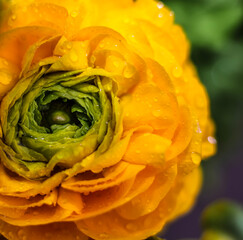 A yellow Persian Buttercup  ; close up ;  frontal view w/ rain drops ;  
