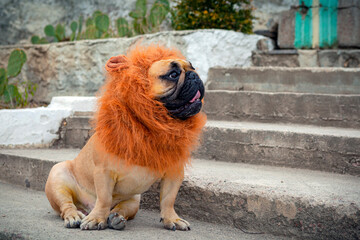 A French bulldog in the form of a lion walks on the street. © Andrey