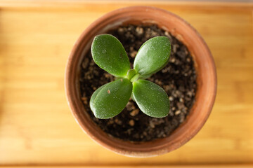 Top view of green small leaves of succulent crassula in a ceramic pot on wooden background. Concept of home garden.