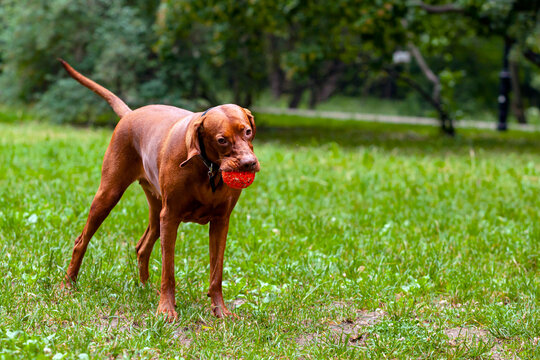 Vizsla With A Toy Ball Playing In The Meadow