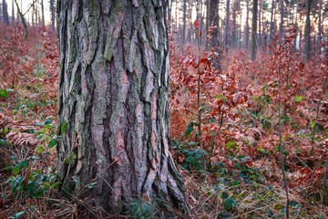 Drzewa w lesie w słoneczny dzień o poranku i wschodzi słońca