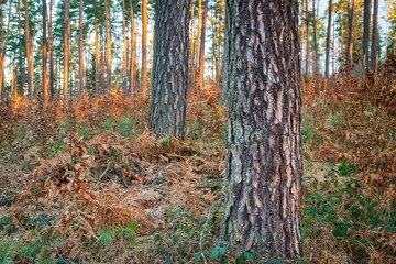 Drzewa w lesie w słoneczny dzień o poranku i wschodzi słońca