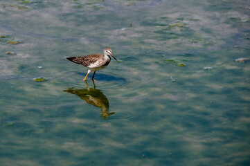 Greater yellowlegs (Tringa melanoleuca), 