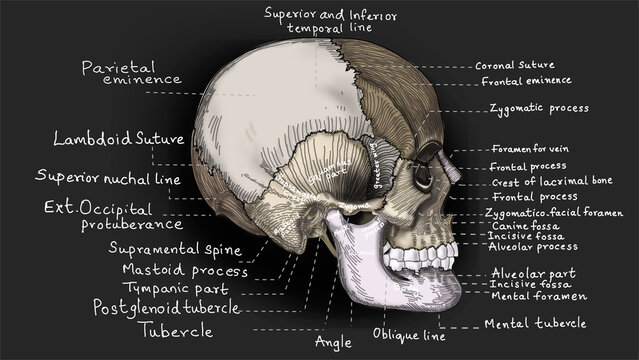 skull indexed