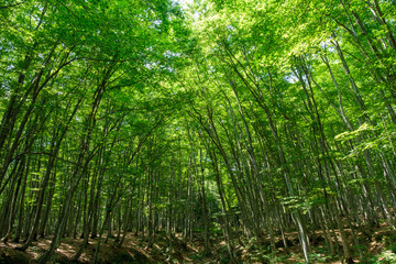 Obraz premium 美人林のぶな