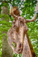 Mammal or Cow Old Gnaw Skeleton Hanged on Wooden Log Outdoors in Dukora Estate