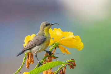 Olive-Backed Sunbird