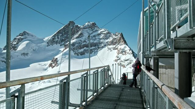 Black Birds of the Swiss Alps at Sphinx Observatory, Jungfraujoch Switzerland. Birds fly around tourists at a very high altitude during wintertime in Jungfrau Region.