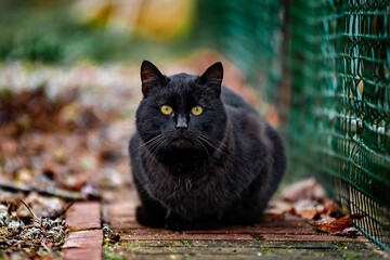 Kot © radek
