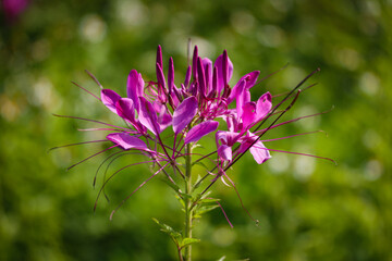 beautiful flowers in the garden