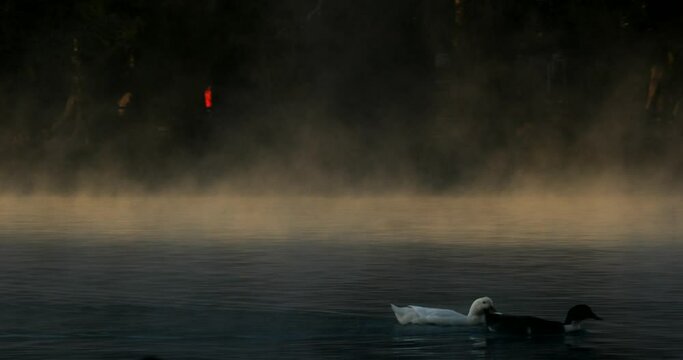 A black and a white duck swim over the calm lake in the rays of the sun at dawn. Some mist emerges from the water.
Dos patos nadan sobre el lago de Cam&eacute;cuaro en el brumoso amanecer.