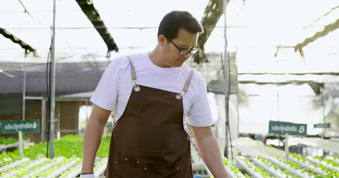 Handheld shot, Young Asian farmer in glasses walking in row of green oak lettuce, Owner Hydro farm checking qualityin her organic hydroponic vegetable cultivation farm with proud