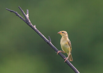 Baya Weaver