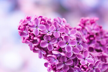 Obraz premium Blooming lilac flowers. Macro photo.