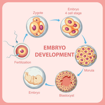 Human embryonic development in human