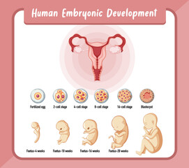Human embryonic development in human infographic