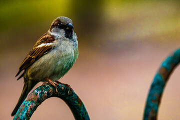 portrait of a gray sparrow