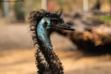 Wandcirkels aluminium portrait close up of an black ostrich © AlexTow