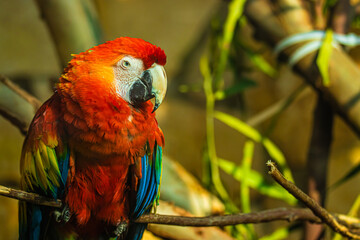 portrait red and yellow parrot