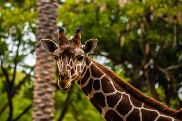 portrait of a giraffe close up