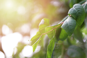 Summer background with bokeh and green leaves