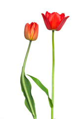 Beautiful red tulip flowers isolated on white background