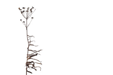 Dried wild flowers with windy leaves isolated on white background