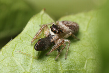 Jumping spider devouring a small insect 