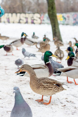wild ducks on a frozen snow-covered lake. winter landscape