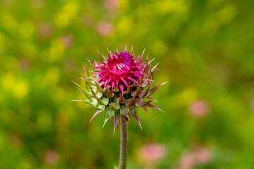 Steppe herbs of Khakassia: pink flower of thistle.