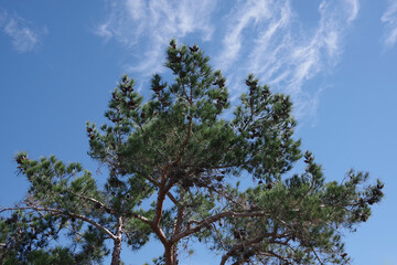 Pine tree under a blue spring sky in southern California