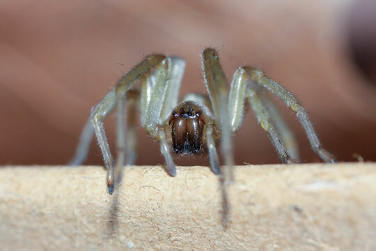 Cheiracanthium are commonly called yellow sac spiders