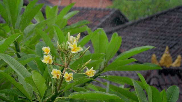 Close-up of beautiful flowers of exotic frangipani leaves under heavy tropical rain on background of roofs with brown tiles. Beautiful white and yellow flowers of frangipani plant with green leaves.