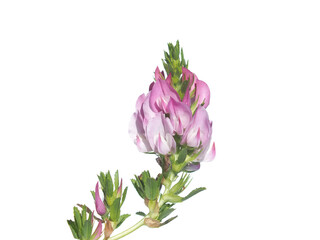 Pink flower of Field Restharrow isolated on white, Ononis arvensis