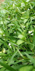 Fototapeta premium dew on grass