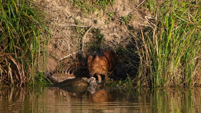 Seen feeding on the carcass of a Sambar Deer while an Asian Monitor Lizard works hard for its share, Whistling Dog Cuon alpinus, Khao Yai National Park, Thailand.