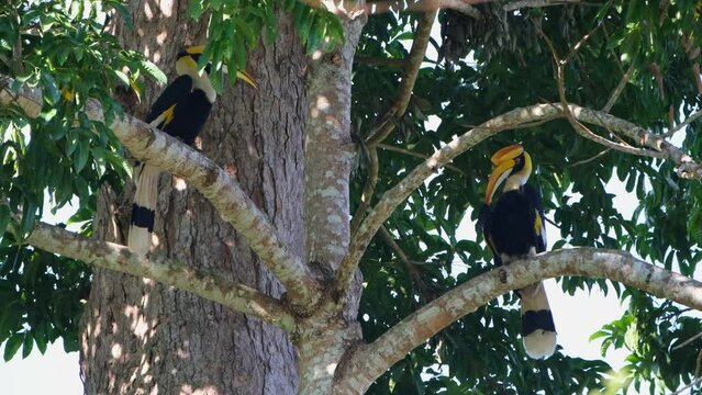 One on the left hiding behind a branch then jumps towards the right then they both move to the left to fly away, Great Hornbill Buceros bicornis, Khao Yai National Park, Thailand.