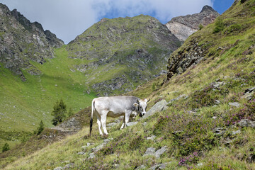 Obraz premium Grasende Kuh auf einer steilen Bergwiese vor den Gipfeln über dem Passeier Tal, Südtirol, Alpen, Italien, Europa