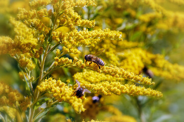 Nahaufnahme der Goldrute, Solidago virgaurea, mit Bienen an den Blüten