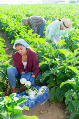Hardworking farmers working on the plantation collect a crop of white eggplants on the beds, putting them in boxes