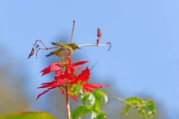 Zostérops perché sur un poinsettia
