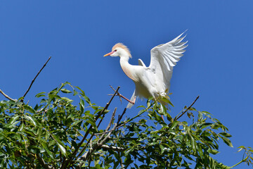 Héron perché dans un arbre
