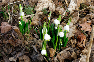 Nahaufnahme von blühenden Märzenbechern zwischen Laub, Leucojum vernum, Frühlingsblume