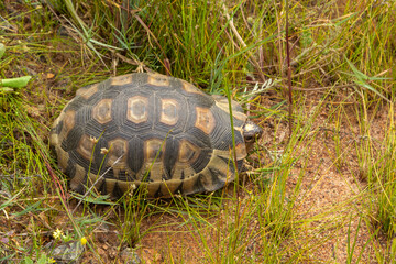 Red-belly tortoise (Chersina angulata) close to Darling in the Western Cape of South Africa