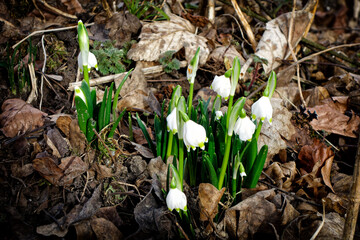 Nahaufnahme von blühenden Märzenbechern zwischen Laub, Leucojum vernum, Frühlingsblume