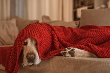adorable fawn Labrador on the couch under a red blanket