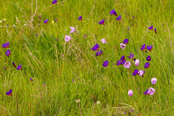 Some flowers of Drosera pauciflora and Geissorhiza radians in natural habitat near Darling, Western Cape of South Africa