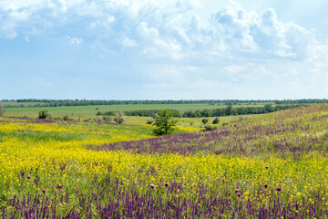Fototapeta na wymiar Field with rapeseed and sage. Blue sky. Rural area. Image for nature websites. Selective focus.